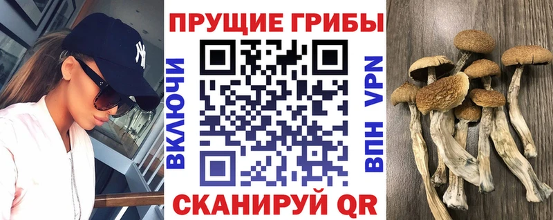 Галлюциногенные грибы Psilocybe  Ленск 